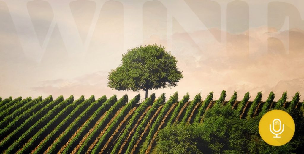 Turismo del Vino in Roero: Progettare Esperienze di Viaggio Enogastronomiche